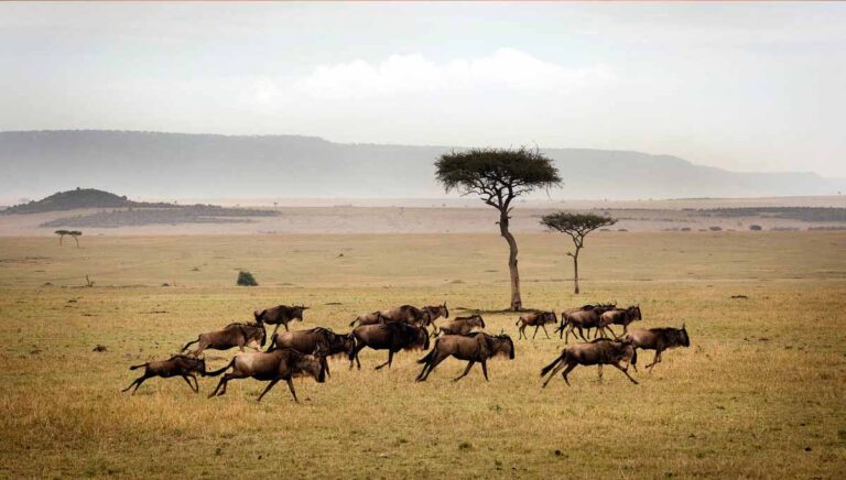 5 Days Unforgettable Tanzania Safari