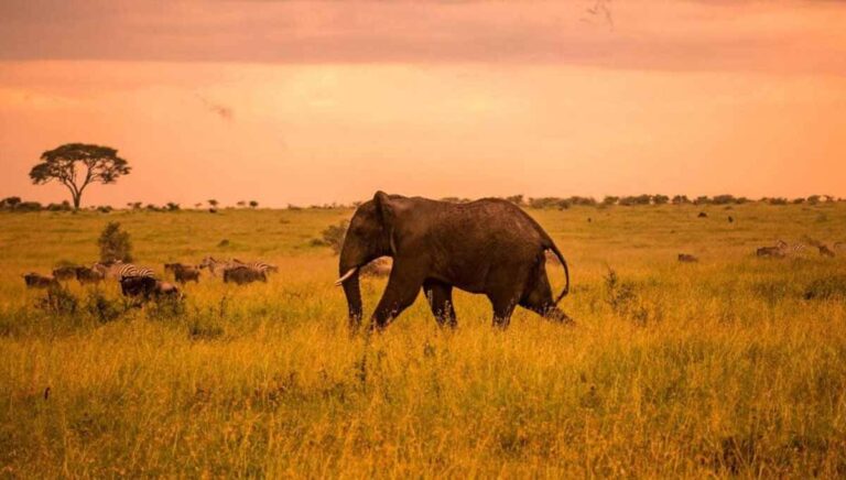 6 Days Taste Of Africa Safari