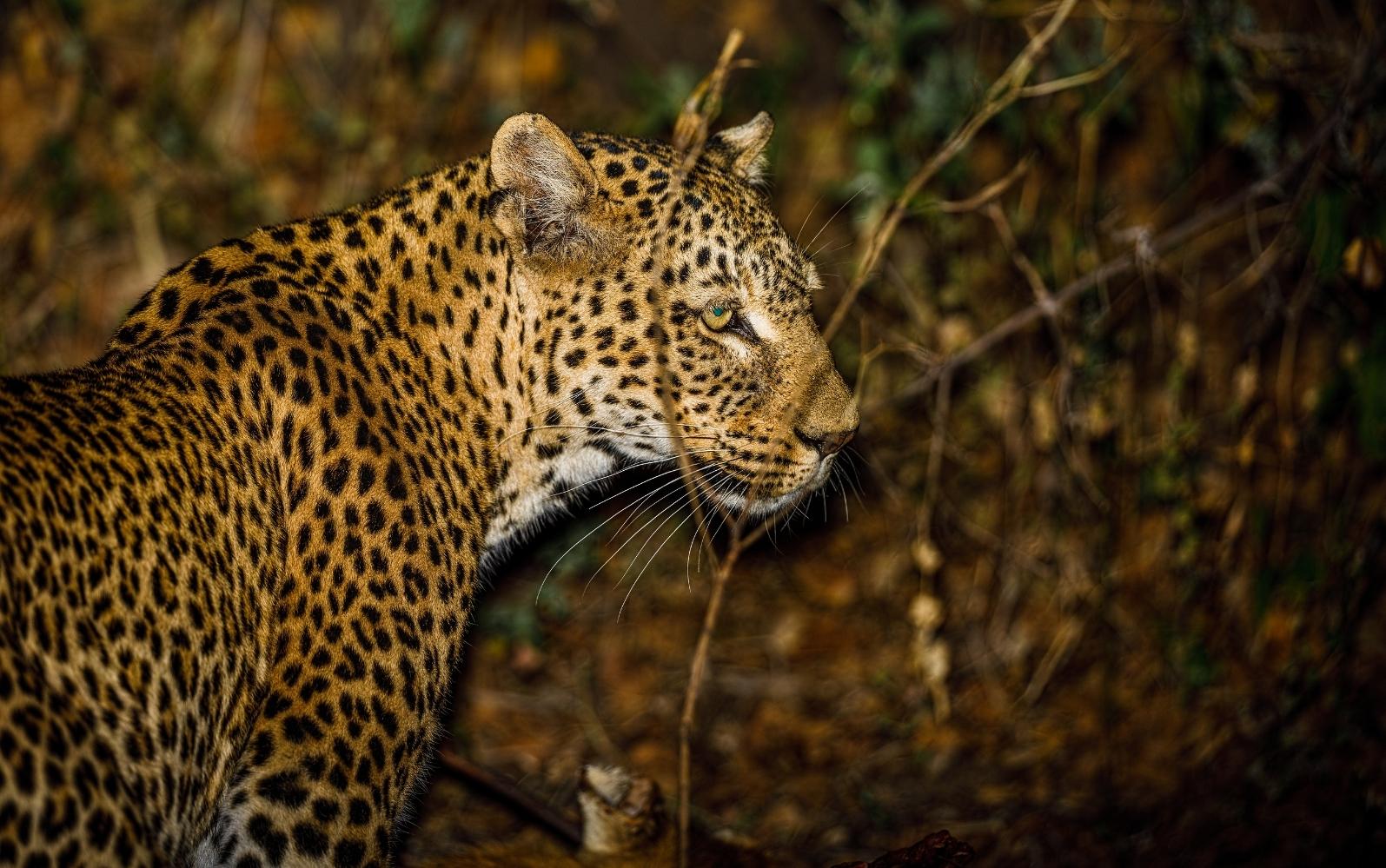 Ngorongoro Crater