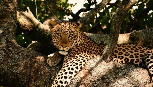 3 Days Lodge Safari