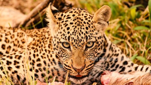 7 Days Tanzania Camping Safari