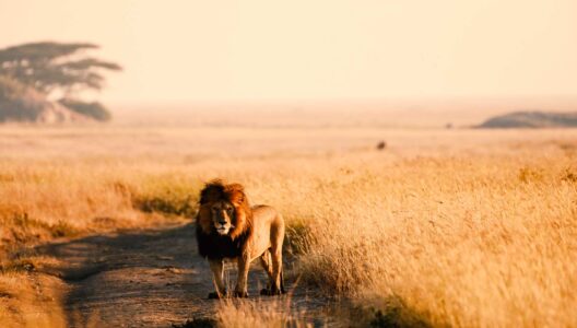 contact explore green africa safaris